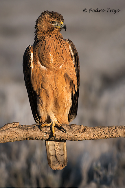 Aguila perdicera (Aquila fasciata)